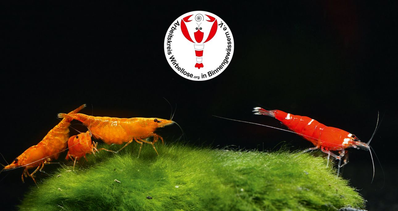 Die Farbvielfalt der Neocaridina-Garnelen im Aquarium