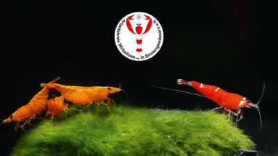 Die Farbvielfalt der Neocaridina-Garnelen im Aquarium